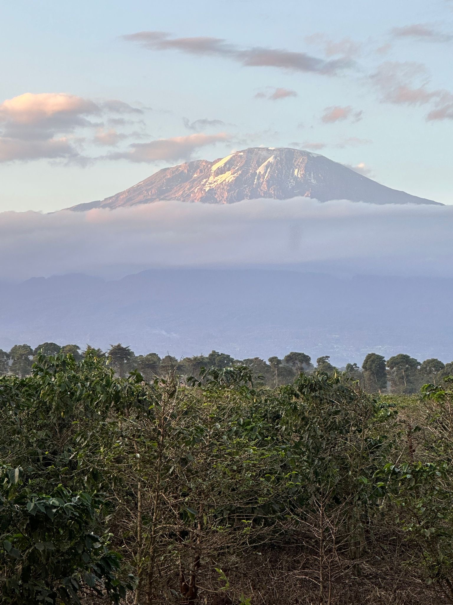 mt. kilimanjaro